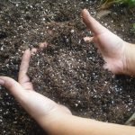 farmer's hands holding soil in a crop field