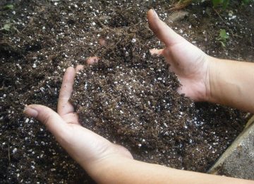 farmer's hands holding soil in a crop field